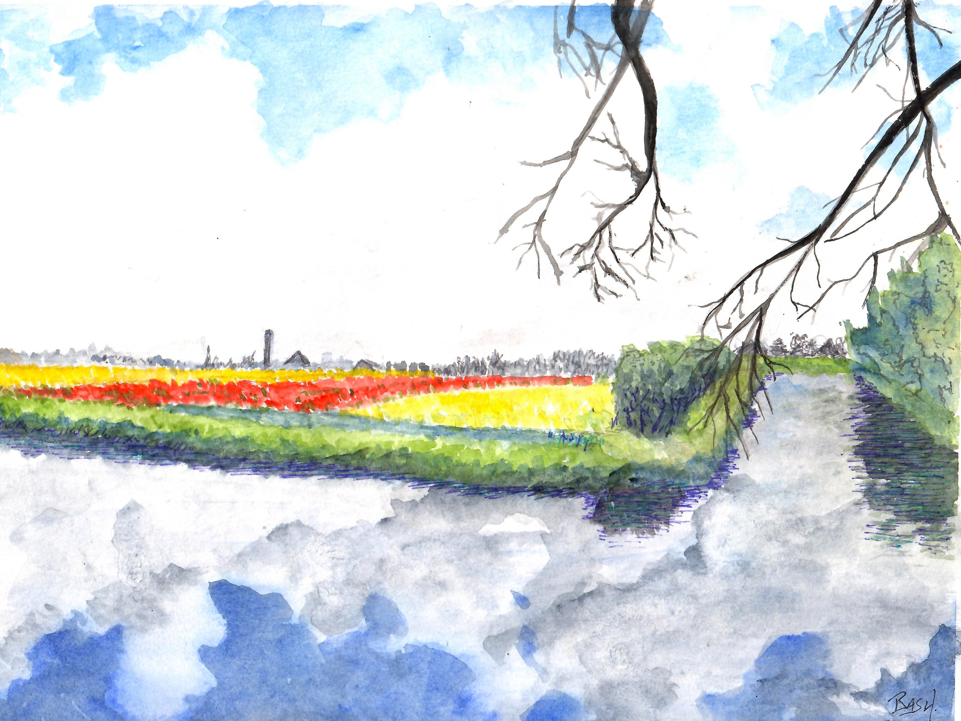 Tulip field, Lisse, NL